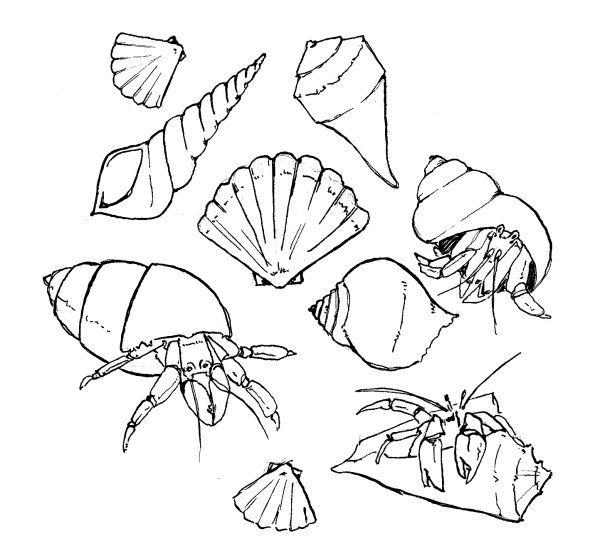 Краб отшельник эскиз