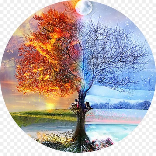 Дерево четыре времени года