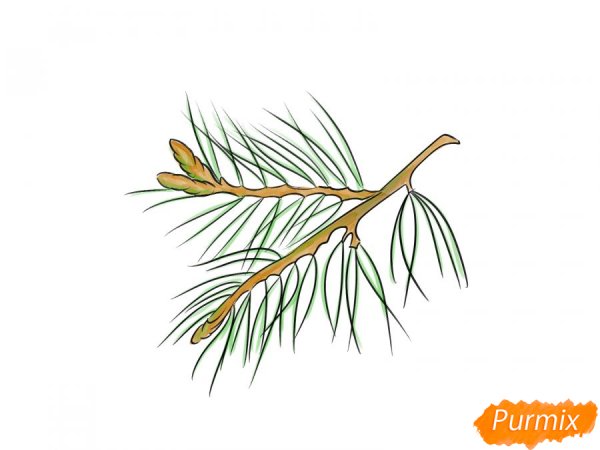 Хвоинки сосна и ель