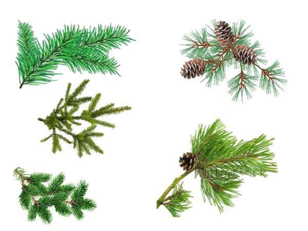 Шишка раскраска для детей