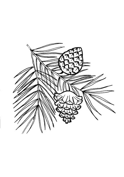 "Шишки Выжигание"