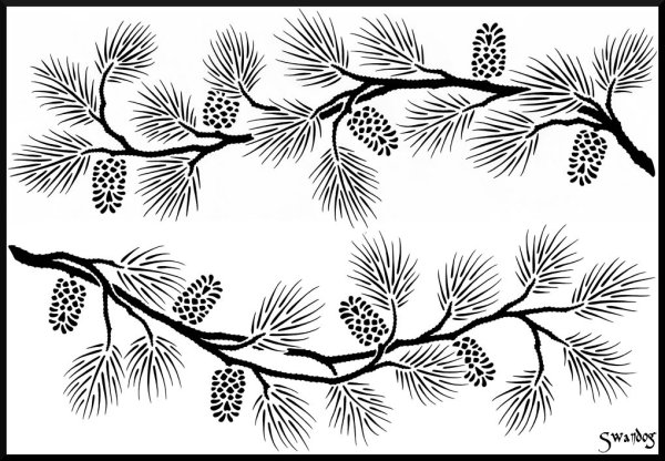 Сосна Кедровая хвоинки рисунок