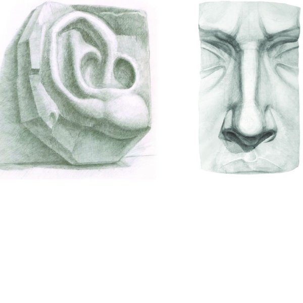 Академический рисунок уха Давида