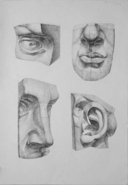 Академический рисунок уха Давида