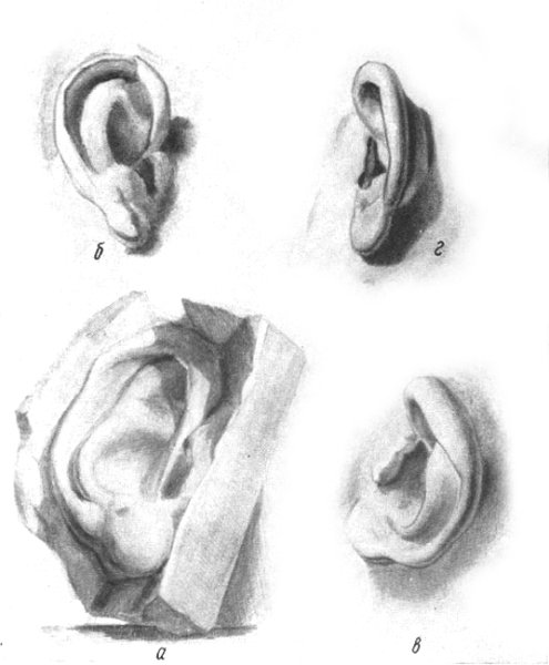 Академический рисунок уха Давида