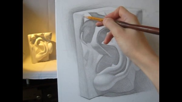 Строение уха пластическая анатомия