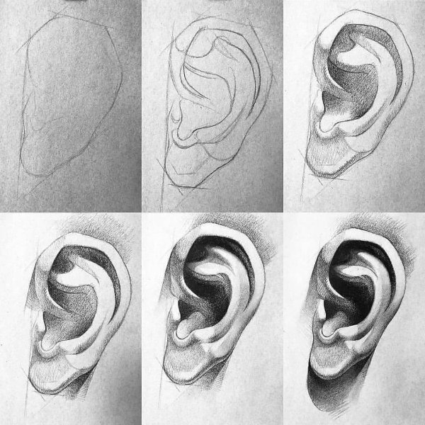 Академический рисунок уха Давида