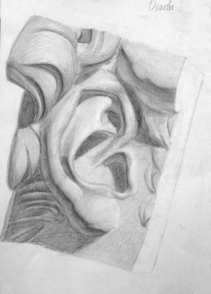 Ухо Давида Академический рисунок