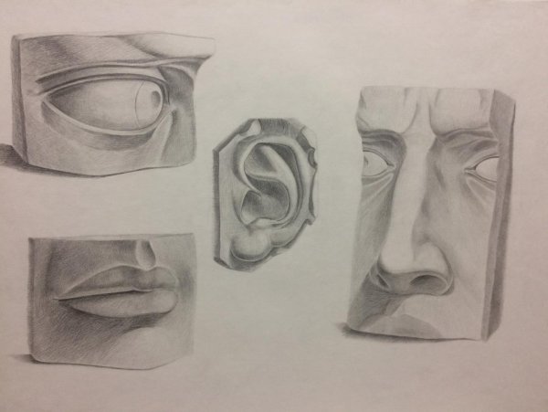 Ухо карандашом анатомия