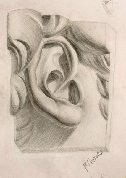 Конструктивное построение уха