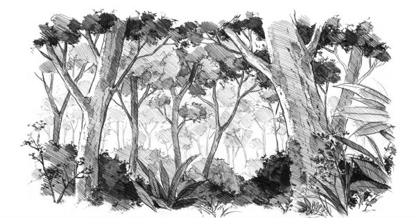 Дремучий лес Графика