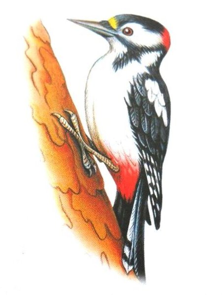 Г. Скребицкий пестрый дятел