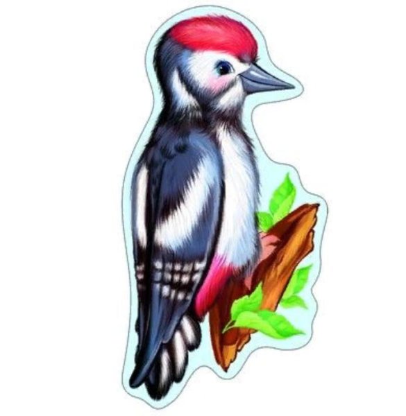 Дятел на белом фоне