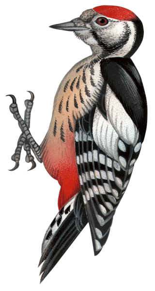 Дятел картинка для детей