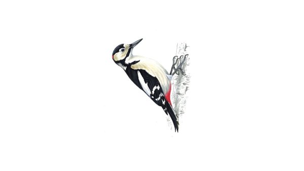 М пришвин Лесной доктор дятел