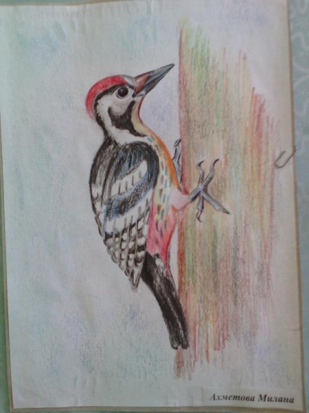 Дятел рисунок для детей