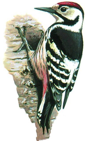 Дятел рисунок для детей