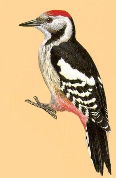 Дятел для детей