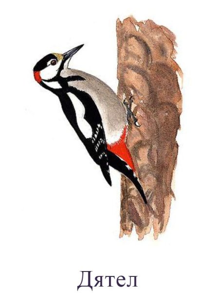 Дятел в графике