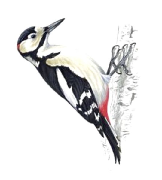 Пазл дятла для детей