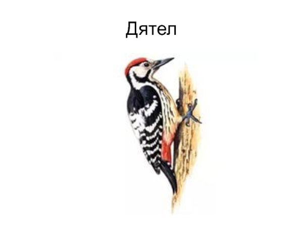 Роберт Бейтман дятел