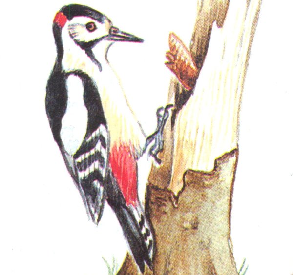 Дятел Графика