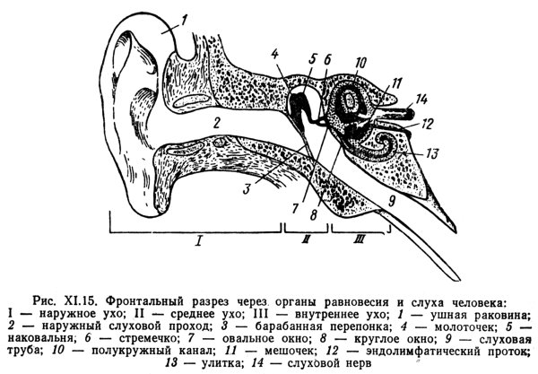 Ушные раковины мозг. Схема строения органа слуха и равновесия. Схема строения органа слуха. Орган слуха схема. Орган слуха и равновесия анатомия схема.