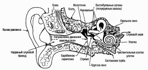 Орган слуха таблица отдел слухового органа