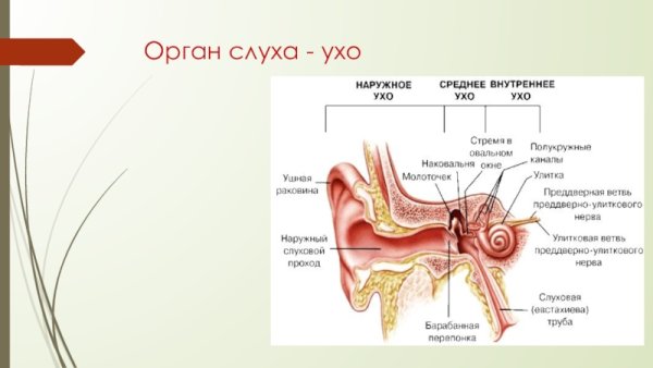 Строение периферического отдела слухового анализатора