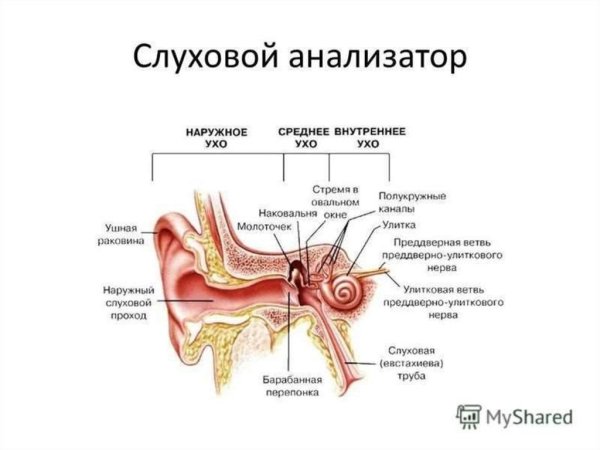 Строение уха рисунок для детей
