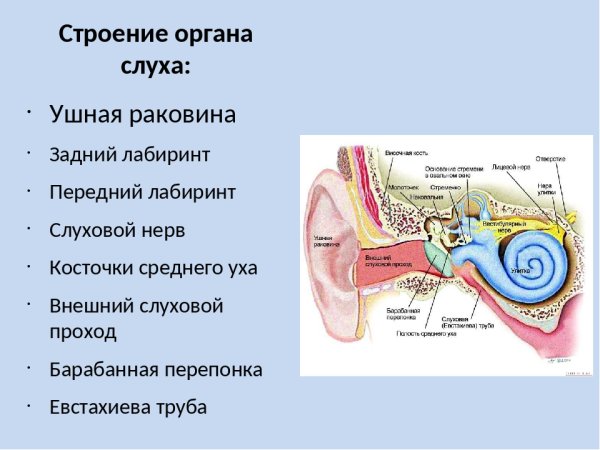 Орган слуха человека его строение