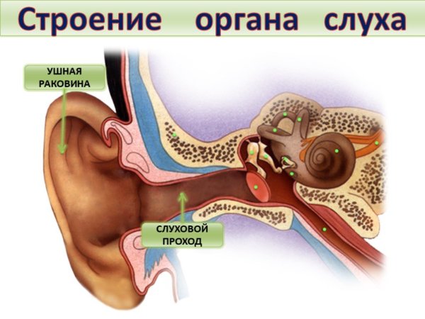 Строение слухового анализатора человека