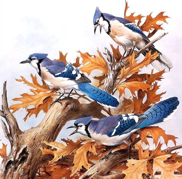 Художник Roger Tory Peterson