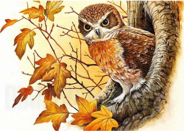 Сова осень