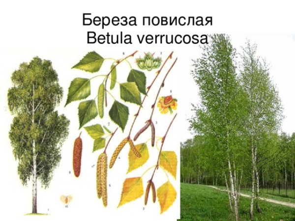 Береза повислая корень