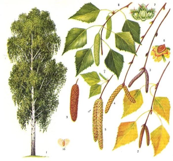 Берёза бородавчатая (Betula verrucosa)
