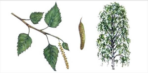 Ветка березы повислой и пушистой