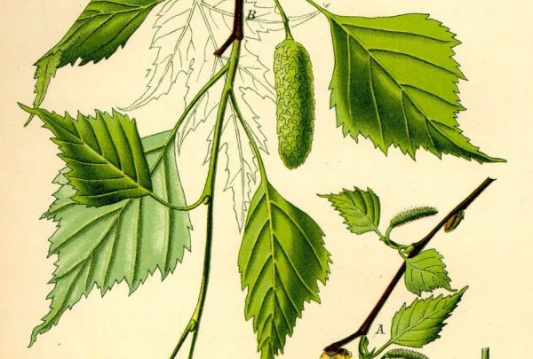 Береза повислая побег