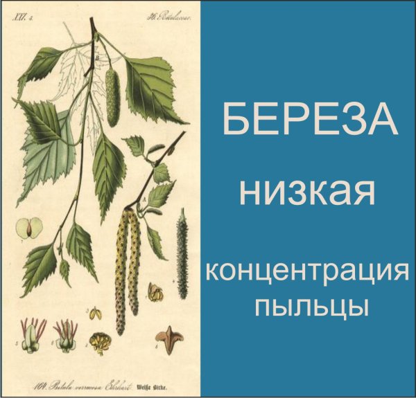 Береза повислая фармакопея