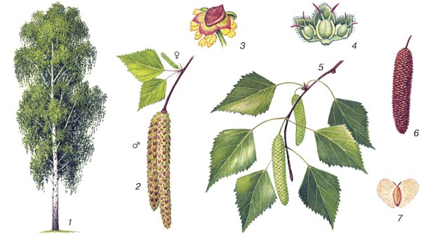 Береза повислая плод