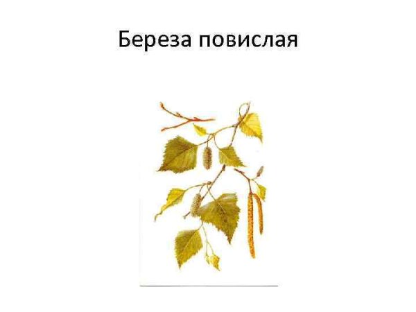 Береза повислая формула цветка