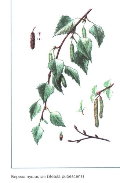 Берёза бородавчатая (Betula verrucosa)