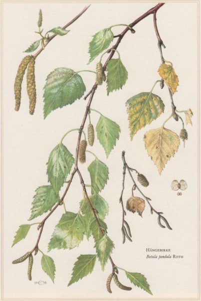 Betula pendula ветки