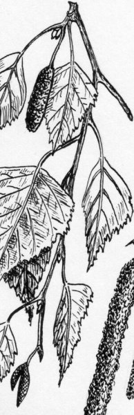 Береза повислая сырье лекарственное растительное