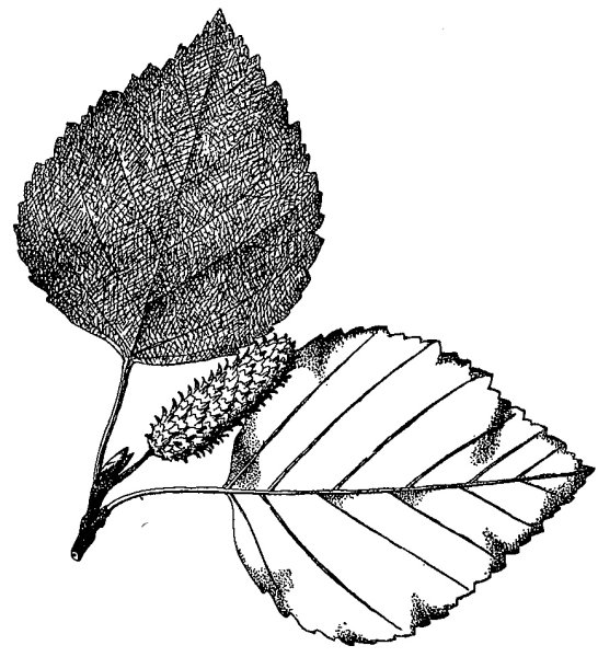 Betula pubescens листья