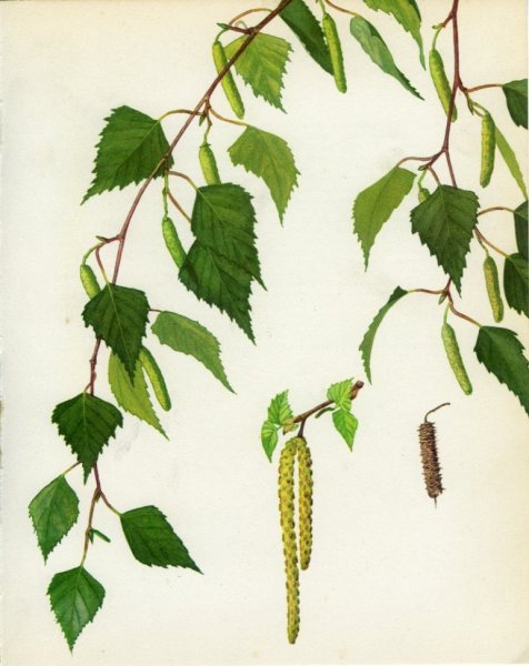 Береза повислая Ботаническая иллюстрация