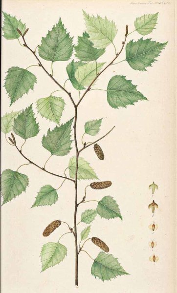 Береза повислая Ботаническая иллюстрация