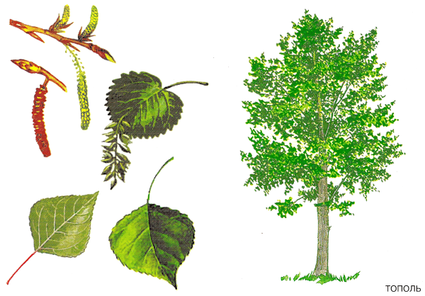Листья деревьев с плодами Тополь