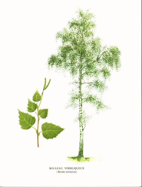 Береза повислая и береза пушистая