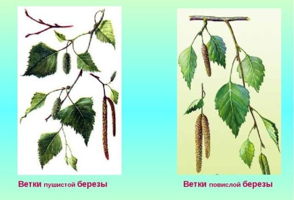 Береза повислая строение